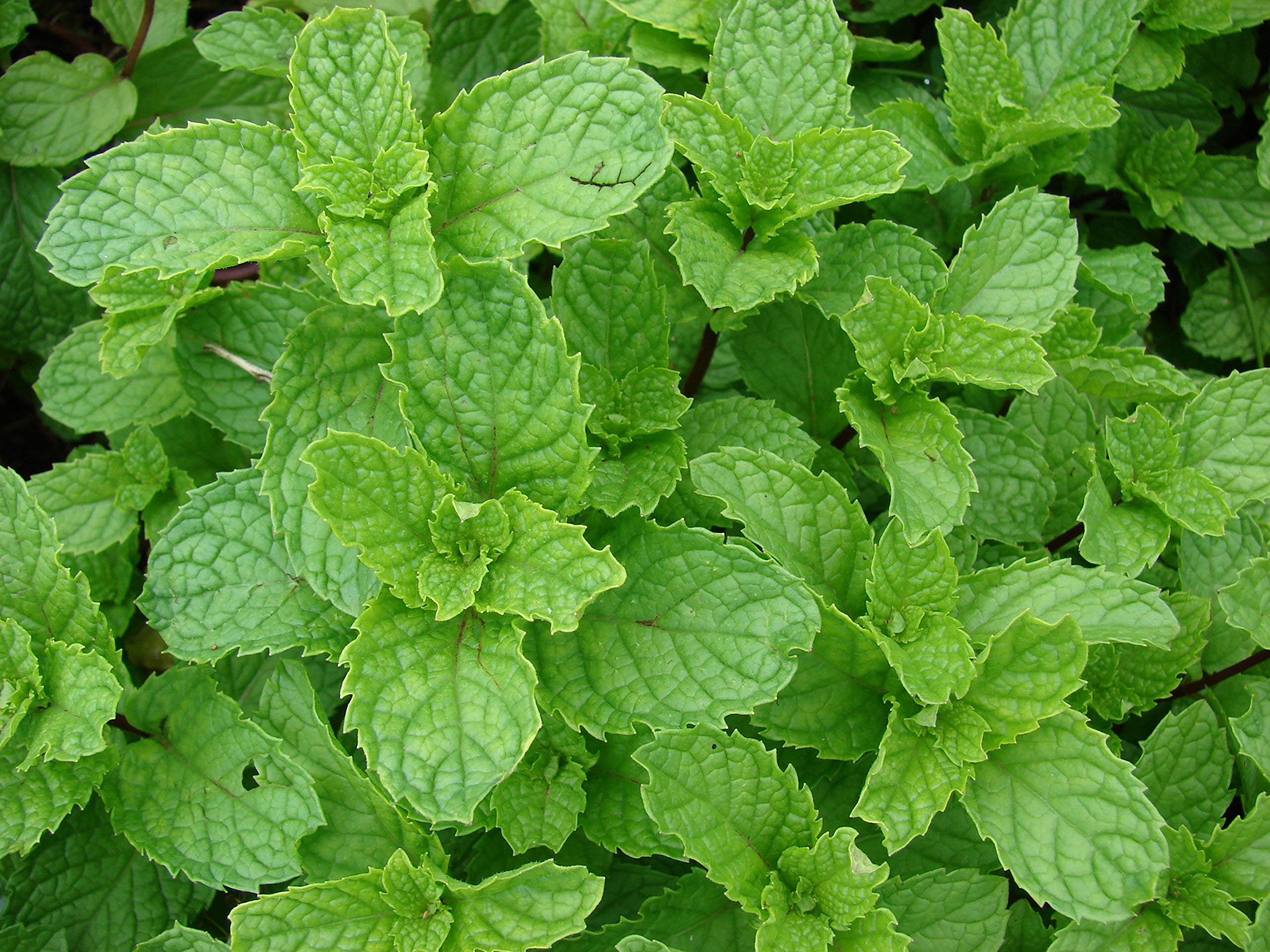 Spearmint Mentha Green Herb - for planting in home garden